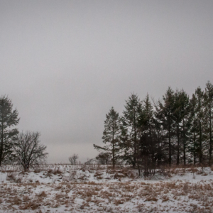 Treeline