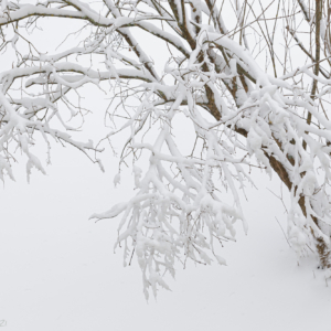 Snow tree – Ellie Kennard 2021 Snow tree January 2021