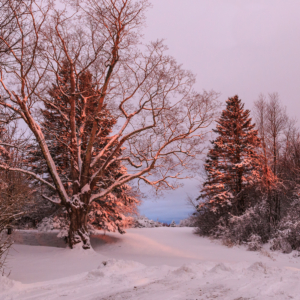 January sunrise – Ellie Kennard 2021 January sunrise 2021