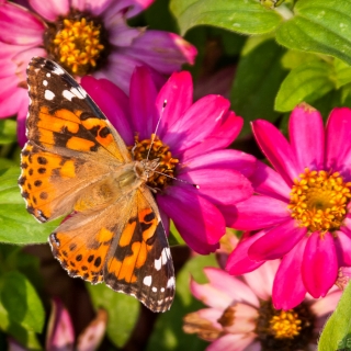 Summer memories Butterfly - Ellie Kennard 2016