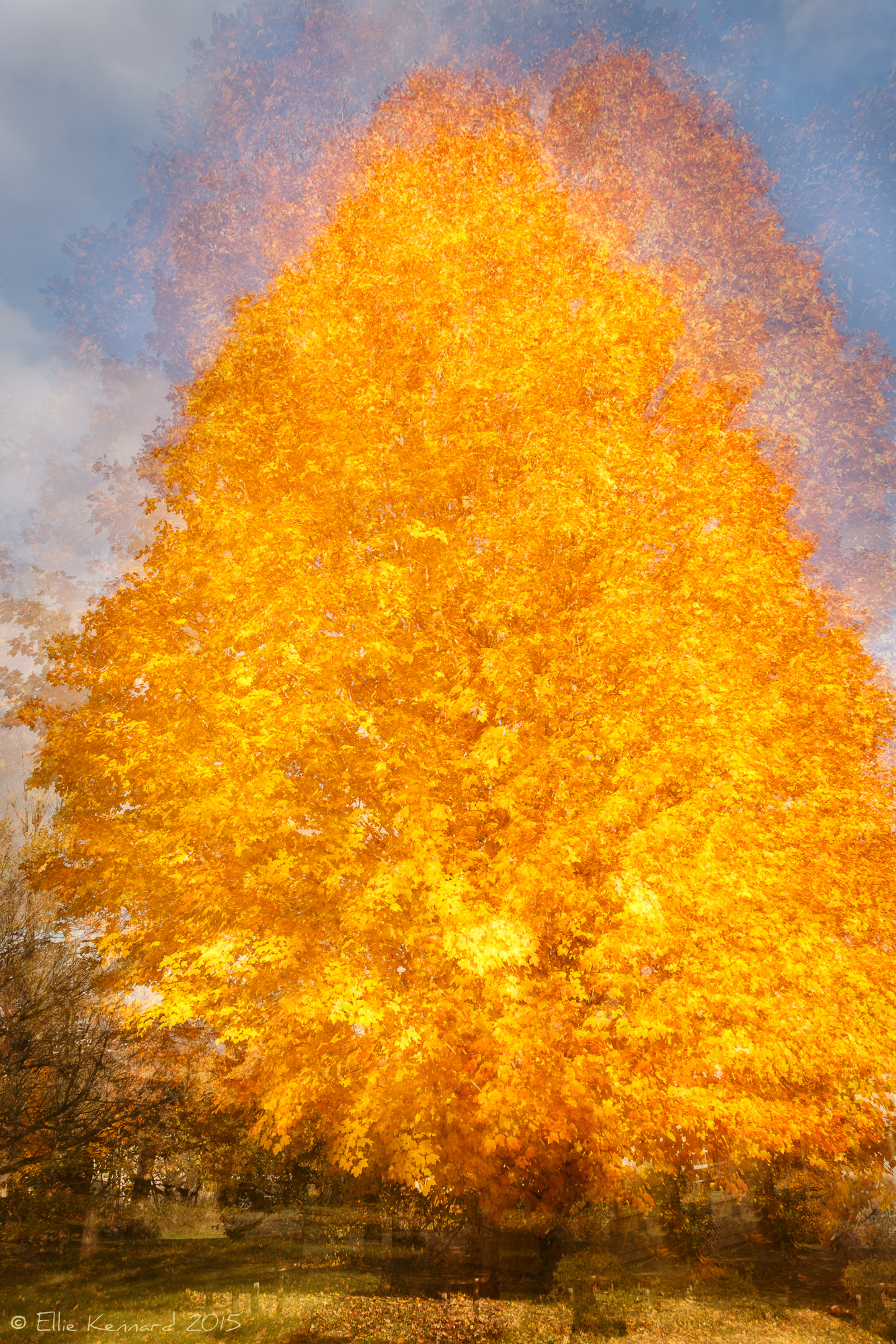 Fall Into a Blaze of Colour -  Ellie Kennard 2015