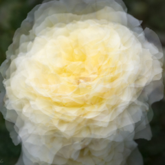 White Rose's Glowing Heart of Summer : Ellie Kennard 2016