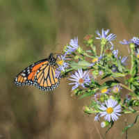 Female Monarch Butterfly on wildflowers #3, Canning, NS - Ellie Kennard 2016