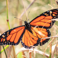 Male Monarch Butterfly, Bigelow Trail, Canning. Note the black spot on the lower (left side visible) wing. Also the finer lines traced on the wings - Ellie Kennard 2016