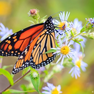 Female Monarch butterfly, Bigelow Trail, Canning - Photo by Ellie Kennard 2016