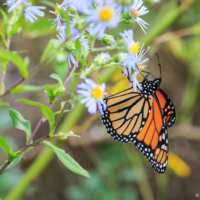 Female Monarch Butterfly in field of wildflowers #2, Canning, NS - Ellie Kennard 2016