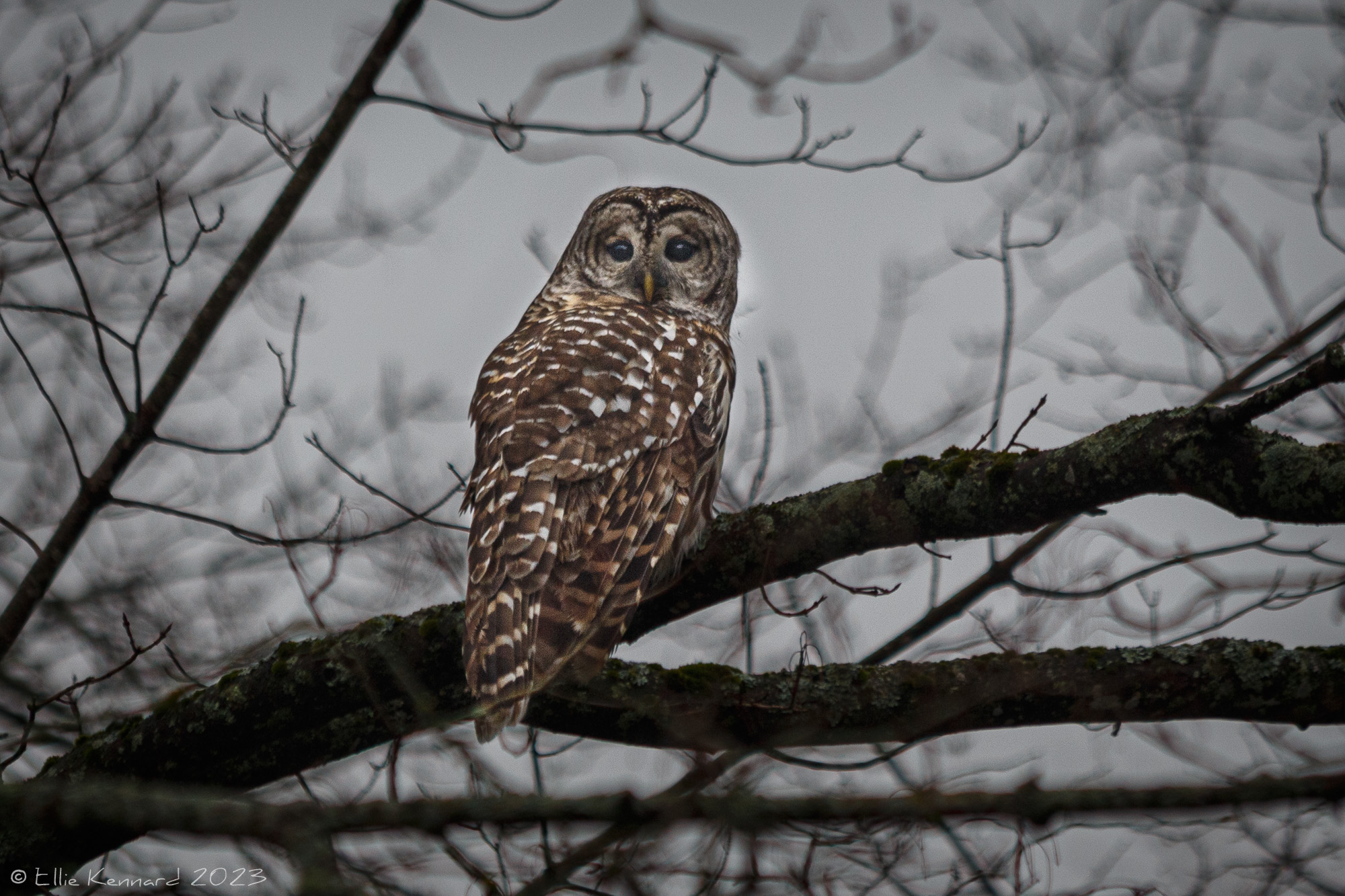 A brown, dark brown and white owl is looking at us over his shoulder as he sits on the bare branch of a tree. His face is shaped like a heart with the circles around his eyes.