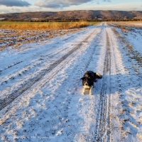 Joni never minds the cold of winter walks, as long as she has our company!