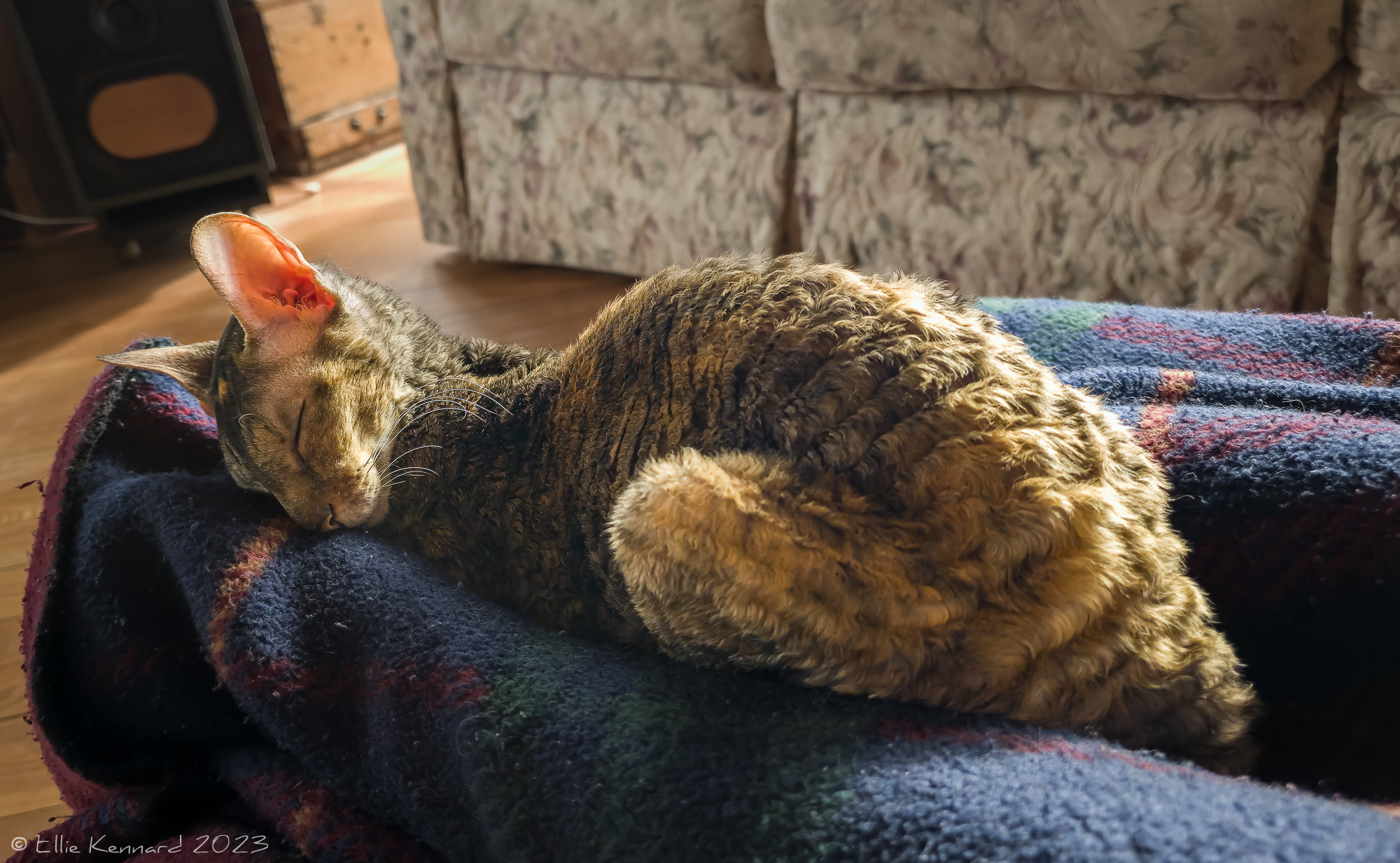 A young curly coated tabby cat is lying asleep on a blanket. She is lying in a hollow, between two legs covered with the blanket, and her head is turned towards us. Her coat is variously golden, brown, black and cream..