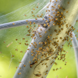 A closer look at baby spiders in their web - Ellie Kennard 2016