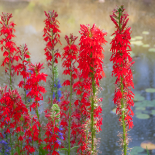 Water Plants after Monet – Botanical Gardens – © Ellie Kennard