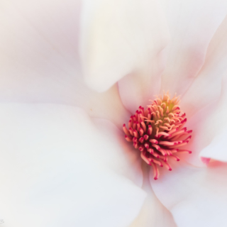 Magnolia – Ellie Kennard 2013