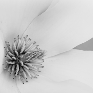 Magnolia tentacles caught a fly  – Ellie Kennard 2013