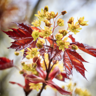 Flowering Copper Beech Tree – Ellie Kennard 2013