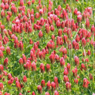 Clover Field – Ellie Kennard 2013