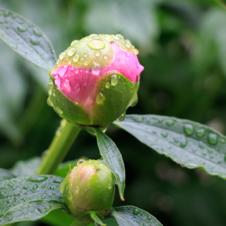 Peony fit to burst – Ellie Kennard 2013