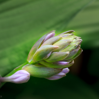 Hosta flower bud- Ellie Kennard 2013