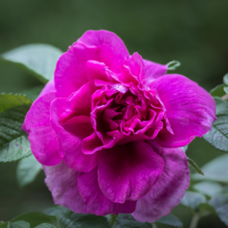 A Rose By Any Other Name – Ellie Kennard 2013