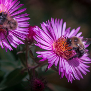 Bees on wild asters