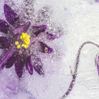 Purple Aquilegia : Frozen in Time - Ellie Kennard 2015 Purple Aquilegia : Frozen in Time - Ellie Kennard 2015