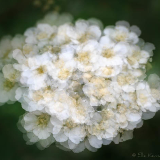 Spirea flowers in multiple exposure – Ellie Kennard 2016