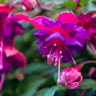 Fuchsia flower, Flamboyant Petticoats of a Flamenco Dancer - Ellie Kennard 2016 Fuchsia flower, Flamboyant Petticoats of a Flamenco Dancer - Ellie Kennard 2016