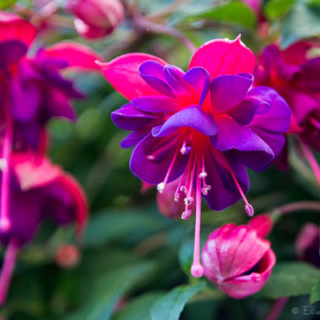 fuschia flower, in full glory – Ellie Kennard 2016