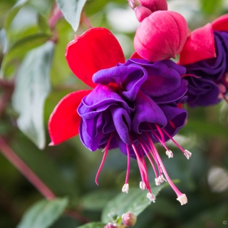 Fuchsia flower2,Flamboyant Petticoats of a Flamenco Dancer – E Fuchsia flower2,Flamboyant Petticoats of a Flamenco Dancer – Ellie Kennard 2016
