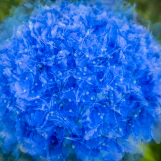 Blue Hydrangea summer posy – Ellie Kennard 2016
