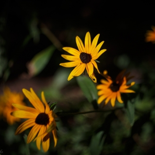 Black-Eyed Susans (Rudbeckia_hirta) lighting up the undergrowth - Ellie Kennard 2016 Black-Eyed Susans (Rudbeckia_hirta) lighting up the undergrowth - Ellie Kennard 2016