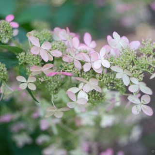Autumn Hydrangea like butterflies - Ellie Kennard 2016 Autumn Hydrangea like butterflies - Ellie Kennard 2016