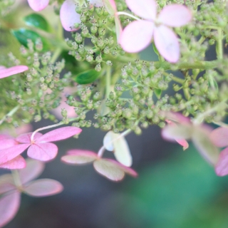 Autumn Hydrangea - Ellie Kennard 2016 Autumn Hydrangea - Ellie Kennard 2016
