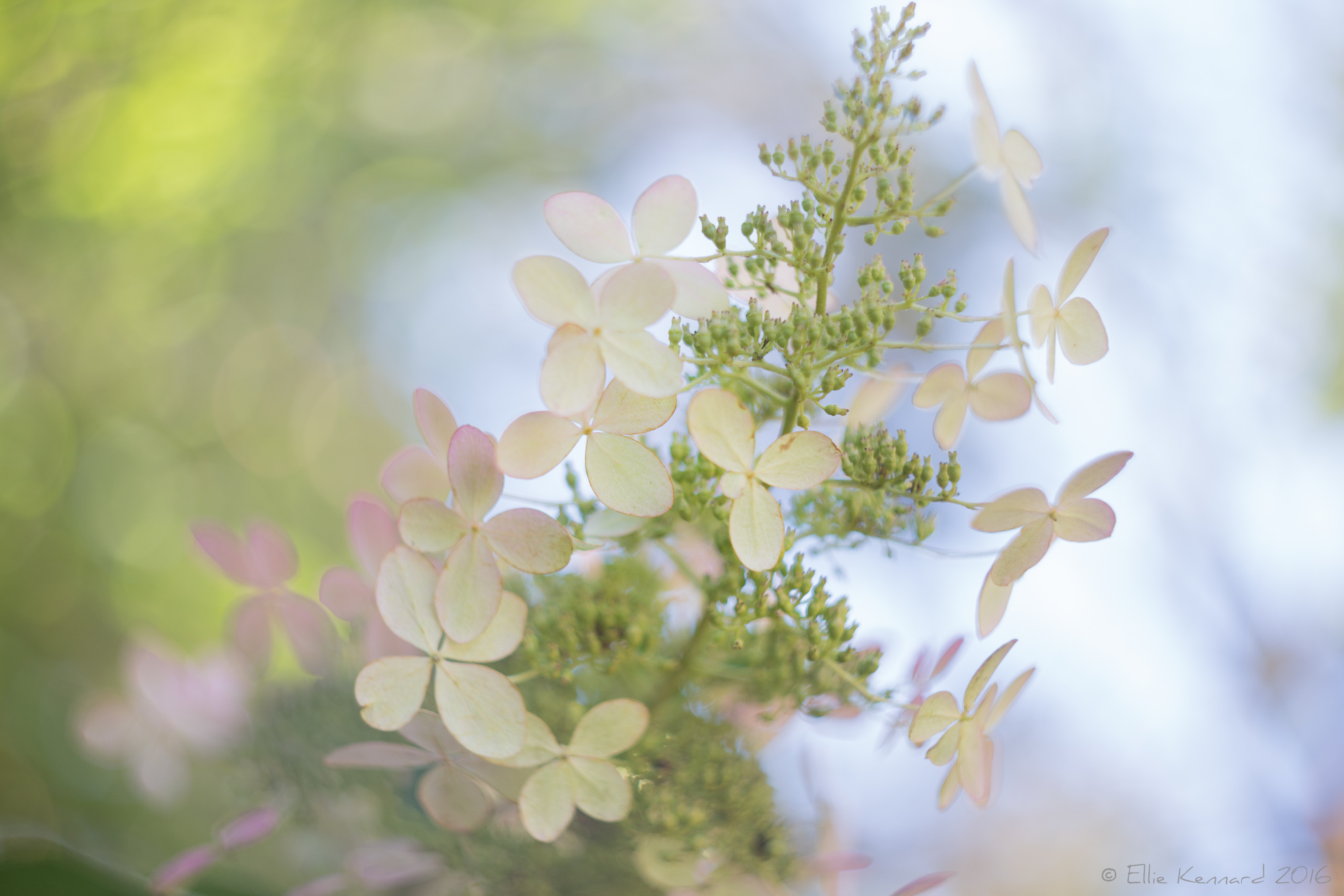 Autumn Hydrangea cream flowers - Ellie Kennard 2016