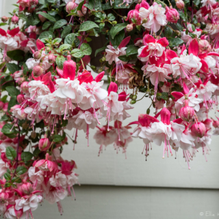 Fuchsia outside our back door - Ellie Kennard 2017 Fuchsia outside our back door - Ellie Kennard 2017