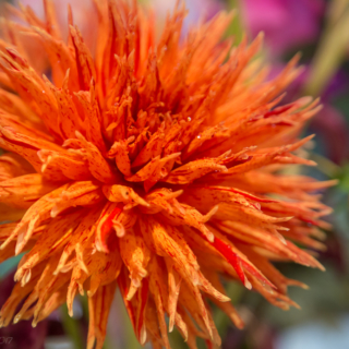 Dahlia flower - Ellie Kennard 2017 Dahlia flower - Ellie Kennard 2017