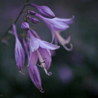 Hosta flower