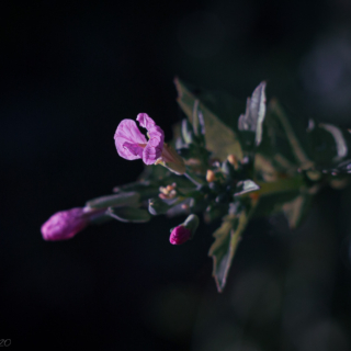 Pink radish bud
