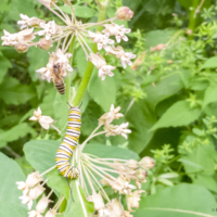 Monarch butterfly caterpillar - Ellie Kennard 2018