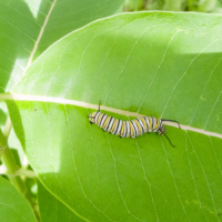 Monarch butterfly caterpillar - Ellie Kennard 2018