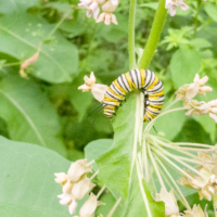 Monarch butterfly caterpillar - Ellie Kennard 2018