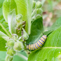 Two monarch butterfly caterpillars on milkweed - Ellie Kennard 2018
