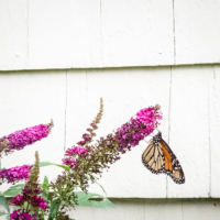 Monarch butterfly on buddleia bush - Ellie Kennard 2018