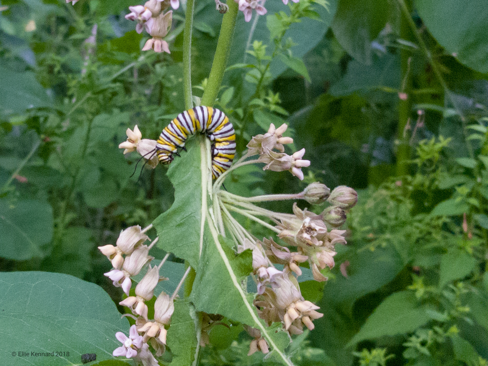 Monarch butterfly caterpillar on milkweed- Ellie Kennard 2018