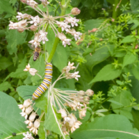 Monarch butterfly caterpillar and honey bee - Ellie Kennard 2018