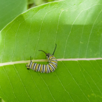 Monarch butterfly caterpillar - Ellie Kennard 2018