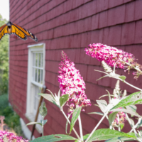 Monarch butterfly taking off from a buddleia bush- Ellie Kennard 2018