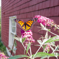 Monarch butterfly on buddleia- Ellie Kennard 2018