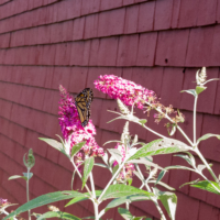 Monarch butterfly on buddleia- Ellie Kennard 2018