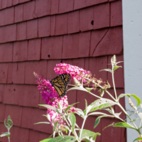 Monarch butterfly on buddleia- Ellie Kennard 2018