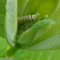 Monarch butterfly caterpillar - Ellie Kennard 2017